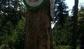 Trail Walking Lembach - lembach et les 3 cols - Photo 4