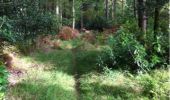 Trail Walking The Municipal District of Cahir — Cashel - Cahir Scaragh Wood Trail 3 - Photo 2
