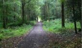 Trail Walking The Municipal District of Cahir — Cashel - Cahir Scaragh Wood Trail 1 - Photo 3