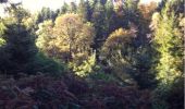 Trail Walking The Municipal District of Cahir — Cashel - Cahir Scaragh Wood Trail 2 - Photo 3