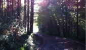 Excursión Senderismo The Municipal District of Cahir — Cashel - Cahir Scaragh Wood Trail 2 - Photo 2