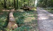 Trail Walking Dole - Sentier des chênes rouges - Photo 8
