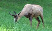 Tour Wandern Introd - 1 - Da Introd a Les Combes - Photo 2