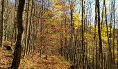 Tour Wandern Rappoltsweiler - Ribeauvillé-Thannenkirch-Ribeauvillé - Photo 18