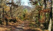 Tour Wandern Rappoltsweiler - Ribeauvillé-Thannenkirch-Ribeauvillé - Photo 14