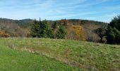 Tour Wandern Rappoltsweiler - Ribeauvillé-Thannenkirch-Ribeauvillé - Photo 12