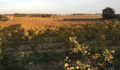 Tocht Stappen Saint-Jean-Lasseille - 66 SAINT-JEAN-LASSEILLE, promenade dans les vignes autour de St-Jean - Photo 1