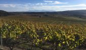 Randonnée Marche Espira-de-l'Agly - 66 ESPIPA DE L'AGLY, promenade entre vignes, pinèdes et garrigues - Photo 19