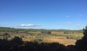 Randonnée Marche Espira-de-l'Agly - 66 ESPIPA DE L'AGLY, promenade entre vignes, pinèdes et garrigues - Photo 8