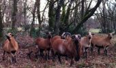 Excursión Otra actividad Stavelot - Parc animalier Coo - Photo 18