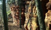 Trail Walking Roppeviller - Le rocher de l'Altschlossfelsen - Photo 5