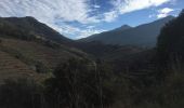 Trail Walking Collioure - 66 COLLIOURE, promenade par le Vignoble et Sentier panoramique sur la côte de Banyuls à ARGELES et au-delà  - Photo 1