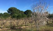 Tour Wandern Laroque-des-Albères - 66 LAROQUE DES ALBERES SOREDE par la plaine et retour par les contreforts des Albères - Photo 8