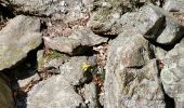 Percorso Marcia Colombières-sur-Orb - Boucle de la croix de Douch (Caroux) - Photo 15