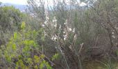 Excursión Senderismo La Londe-les-Maures - Gaoutabry par tamary - Photo 1