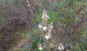 Excursión Senderismo La Londe-les-Maures - Gaoutabry par tamary - Photo 2