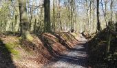 Trail Walking Beersel - Bois de Halle - Photo 6