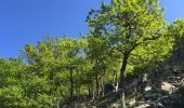 Percorso Marcia Sorède - 66 SOREDE - la vallée heureuse - collada de Llori  par la piste - retour par le Tassio - Photo 12