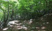 Tour Wandern L'Albère - 66 ST-MARTIN L'ALBERE - promenade en ligne de crête, frontière avec l'Espagne - montée par les sentiers et l'a piste  - retour par le G10   - Photo 20