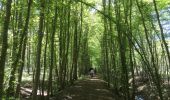 Trail Walking Breteau - tour de la Garenne de Reuilly en Puisaye - Photo 3