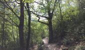 Trail Walking Rougon - Sentier Martel.Gorges du Verdon.06 05 16 - Photo 3