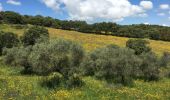 Trail Walking Cumbres Mayores - Round trip around Cumbres Mayores  - Photo 5