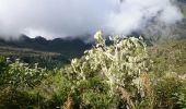 Randonnée Marche La Possession - La Réunion - Marla - retour par le col des boeufs - Photo 4
