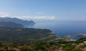 Trail Walking Centuri - Port de Centuri - Cannelle - Moulin Cap Corse - Chemin douanier - Photo 3