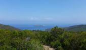 Trail Walking Centuri - Port de Centuri - Cannelle - Moulin Cap Corse - Chemin douanier - Photo 2