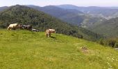 Excursión Senderismo Bussang - le Drumont par la vallée de la Hutte - Photo 10