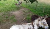 Percorso Marcia Érezée - chateau ferme de fisenne Soy Erezée - Photo 16