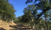 Trail Walking Sorède - 66 SOREDE - la vallée heureuse,  Collada DE l'Orry, font-pla-refuge du Tanyarède, col de l'Ouillat, Casot del Guarda, le Piton  - Photo 8