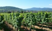 Tocht Stappen Rosheim - Itinéraire en balcon autour de Rosheim - Photo 8