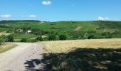 Excursión Senderismo Rosheim - Itinéraire en balcon autour de Rosheim - Photo 2