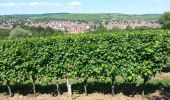 Tocht Stappen Rosheim - Itinéraire en balcon autour de Rosheim - Photo 11