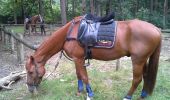 Trail Equestrian Lanaken - lanaken dis - Photo 3