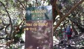 Trail Walking Le Tampon - La Réunion - Aller - Ravine Citron Galet par le nez de Boeufs  - Photo 7