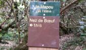 Trail Walking Saint-Joseph - La Réunion - Retour - Ravine Citron Galet par le nez de Boeufs  - Photo 11