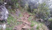 Trail Walking Saint-Joseph - La Réunion - Retour - Ravine Citron Galet par le nez de Boeufs  - Photo 7