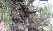 Trail Walking Saint-Joseph - La Réunion - Retour - Ravine Citron Galet par le nez de Boeufs  - Photo 1