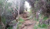 Trail Walking Saint-Joseph - La Réunion - Retour - Ravine Citron Galet par le nez de Boeufs  - Photo 6