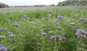 Randonnée Marche Chaumont-Gistoux - Dion Le Mont Proxirando 17 km 06 11 2016 - Photo 10