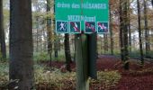 Randonnée Marche Watermael-Boitsfort - sentiers et chemin en forêt - Photo 2