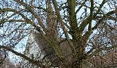 Tocht Stappen Bevekom - Tourinnes-la-Grosse 1 Proxirando 11-12-2016 - Photo 5