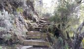 Trail Walking Cilaos - La Réunion - Mafate (Marla) par le col du Taïbit - Photo 15