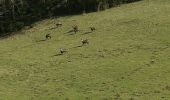 Trail Walking Saint-Laurent-en-Royans - pont des chartreux - Photo 3