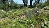 Tour Wandern Sainte-Maxime - la garonnette version courte  - Photo 1