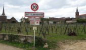 Randonnée Marche Barr - Entre vignobles et châteaux - Photo 1
