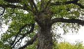 Randonnée Marche Ombrée-d'Anjou - pouance au fil de l'eau - Photo 6