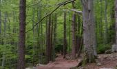 Trail Walking Vivario - Cascade des Anglais - Photo 1